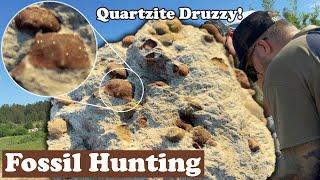 Quartzite Druzzy Brachiopods block discovered!