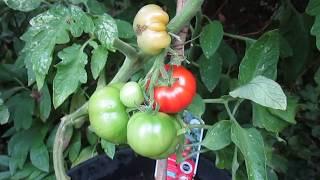 Crimson Crush grafted tomato plant 21st Aug 2017