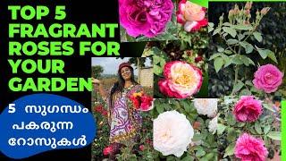 5  സുഗന്ധമുള്ള റോസ ചെടികൾ/ Top 5 Fragrant Roses For Your Garden #FragrantRoses