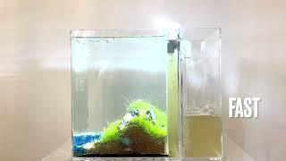 5 Gallon Self-Cleaning Aquarium Shown with Waterfall Basin (Cleaning Method 1) By NoClean Aquariums