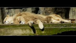 Tokens - The Lion Sleeps Tonight