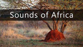 The real sounds of the African wilderness