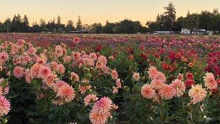 Dahlia Forms and Varieties 