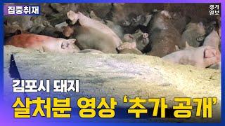 김포시 돼지 살처분  '영상' 추가 공개