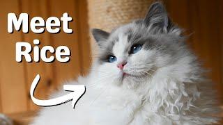 Meet our Ragdoll Cat | She's So Cute