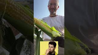 Harvesting Our Farm Corn 