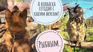 Пёс Кубик по традиции сходил в автолавку, а кошка Морошка в гости к сове филину Ёлке