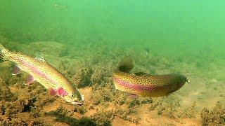 How to Catch Trout with a Drop Shot - Amazing Underwater Trout Strikes and Reactions