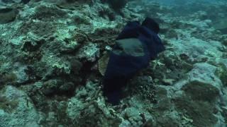 Underwater Tsunami Aftermath--American Samoa