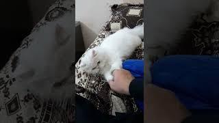 cute cat hand shake #cats #infobeam #catlovers #mostpopular #viral #cutecat #world #trending