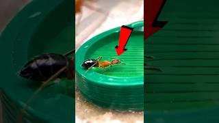 Feeding my mini carpenter ants