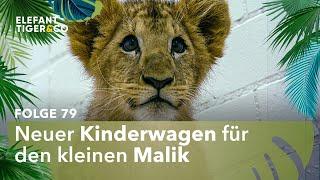 Löwe Malik fährt jetzt einen Mercedes (Folge 79) | Elefant, Tiger & Co. | MDR