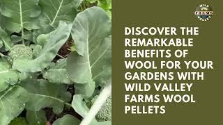 Wooly Wonders for Your Garden Wild Valley Farms Wool Pellet