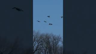 Epic Pintail Ducks: Elegant Landing.  #publiclandhunting, #duckhunting, #photography, #Waterfowl,