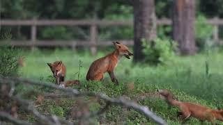 A playful evening with the Fox family