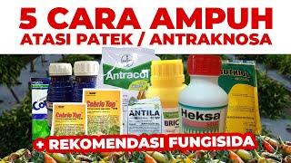 WAJIB TAU.!!! 5 CARA AMPUH ATASI PATEK / ANTRAKNOSA & REKOMENDASI PENGOBATAN / FUNGISIDA.