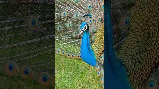 peacock display