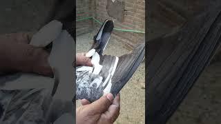 Pakistani pigeon(3) #ustad Ahmad Hassan mana Faisalabad