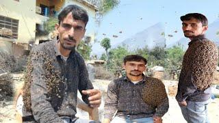 Swarm Pakarne Ka Naya Tarika | Treditional Beekeeping