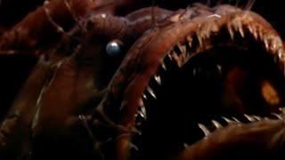 Fangtooth in the Abyss | Blue Planet | BBC Studios