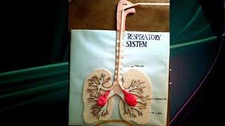 Respiratory system School project || 3D model