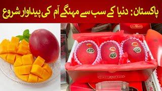World’s Most Expensive Mango cultivation in Pakistan