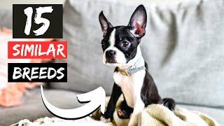 15 Dog Breeds Similar In Size to Boston Terriers!