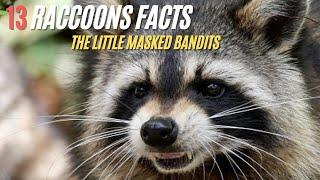 13 Facts about Raccoons !! The Little Masked Bandits