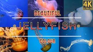 Amazing Jellyfish | Beautiful Jelly Fish | 4K