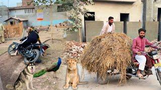 Animals Rkhe Hain To Kam To Krne Pren Gy