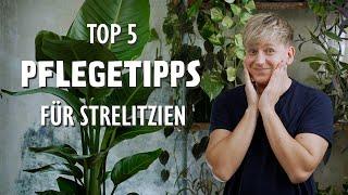 Die 5 BESTEN Pflegetipps für deine Strelitzia (Paradiesvogelblume)