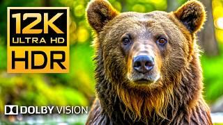 12K HDR 240fps Dolby Vision - Wildlife & Animal Adventures [ 8K Earth ]