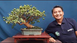 Bayabas (Guava) Bonsai named Mang Kanor Expalined ( with sub title)