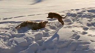 Don't Mess With A Golden Retriever Puppy!