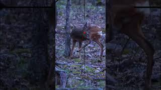 Deer hunting | Caccia al cervo | Chasse au cerf