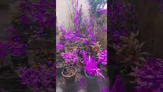 Purple Land #love #purple #trendingshorts #youtubeshorts #fun #achus #nandus