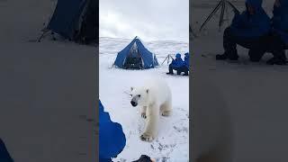 ‍️ Tiny Polar Bear's Heartwarming Rescue!  #PolarBearRescue #WildlifeConservation #arcticanimals