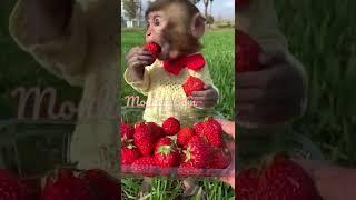 Monkey monkey eating strawberry is so cute#Shorts