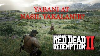 ATI YAKALAMA, EVCİLLEŞTİRME VE SATMA | RED DEAD REDEPTİON 2