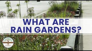 What Are Rain Gardens? Dynamic Earth Learning