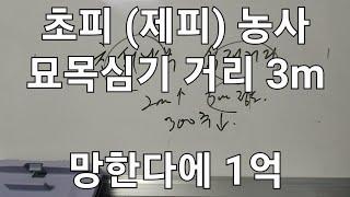 초피나무 300주 이하 망하는 이유 식재거리 3m 시간만 보내고 돈 안되는 제피 삽수클럽 가입후 공식 정보분석 종자 생산 소득창출 공유 세상에 공짜는 없지만 함께하는 유통은 있다.