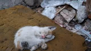 Stray and Feral Cats in the Philippines