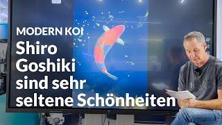 Kommen Kuro und Shiro Goshiki aus derselben Blutlinie? | Modern Koi Blog #6904