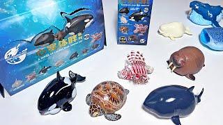 New Sea Animals - Whale, Orca, Great White Shark, Walrus, Sea Turtle, Lion Fish, Beluga Whale