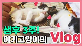 생후 3주차 아깽이가 노는법! 아기고양이 브이로그.VLOG