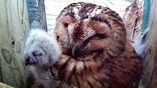 Tawny mum and baby closeup