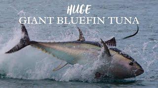 UNBELIEVABLE Giant Bluefin TUNA chasing Garfish in South Devon!