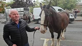 Gerry Corcoran's Horse