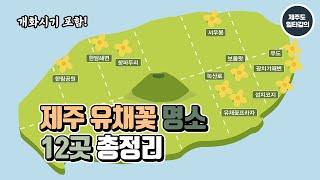 [Jeju Travel Map]  A summary of 12 Jeju Canola flower hot spots(Including blooming season!)