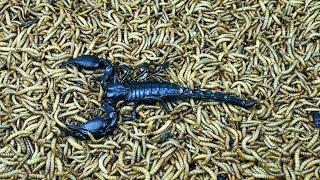 The flesh of a scorpion was eaten by mealworms